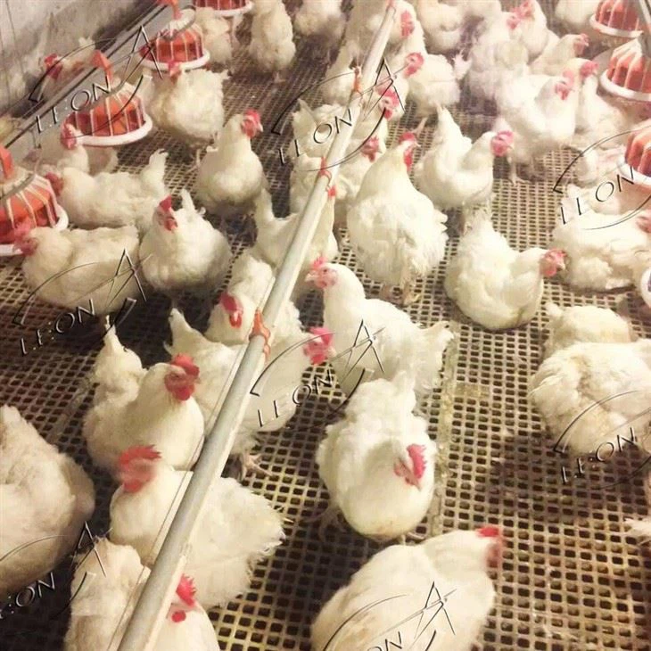 Chicken Plastic Slat Floor Chicken Plastic Slat Floor